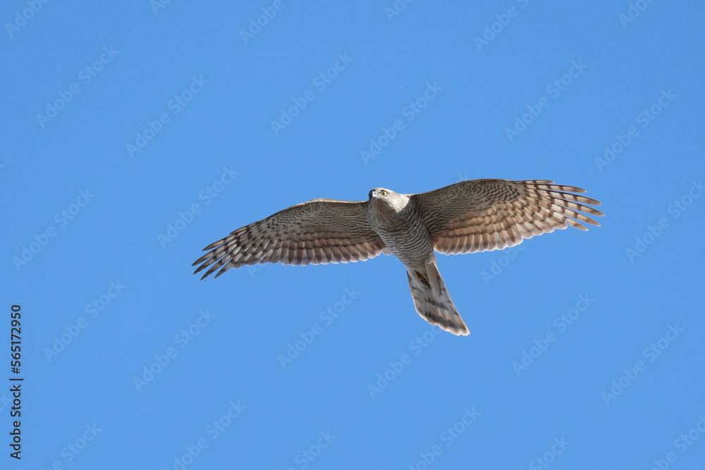 eurasian sparrow hawk in a blue sky eurasian sparrow hawk in a blue sky
