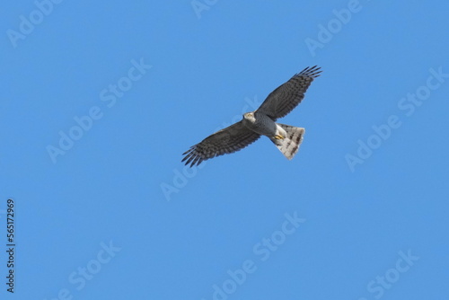 eurasian sparrow hawk in a blue sky