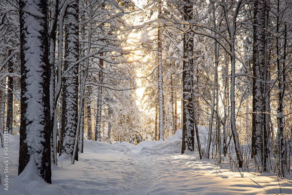 beautiful winter scenery in a forest. sun is shining through the trees. beautiful winter scenery in a forest. sun is shining through the trees.