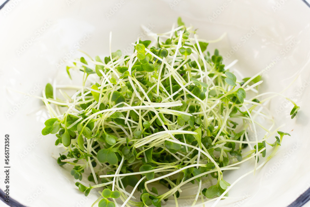 Organic kale sprouts. Healthiest vegetables concept Organic kale sprouts. Healthiest vegetables concept