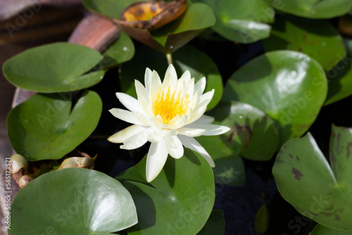 Beautiful blooming Nymphaea lotus flower with leaves  Water lily pot