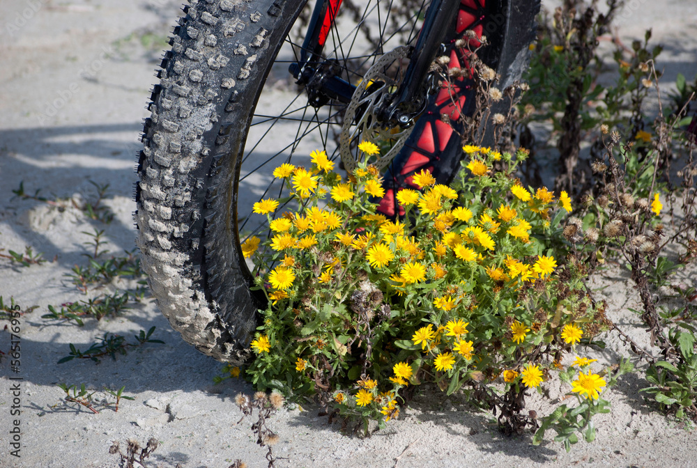 Close up of fatbike tire on sandy beach by wildflowers. Close up of fatbike tire on sandy beach by wildflowers.