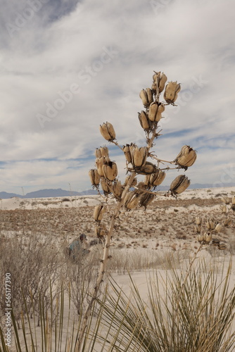 Landscape in White Sands National Park, USA photo