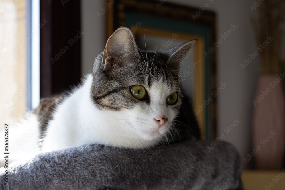 Gato tricolor con hermosos ojos amarillos 