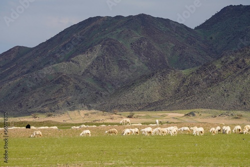 saudi arabian desert in winter season with goat farming