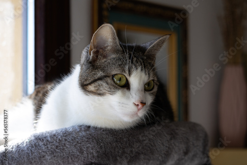 Gato tricolor con hermosos ojos amarillos 