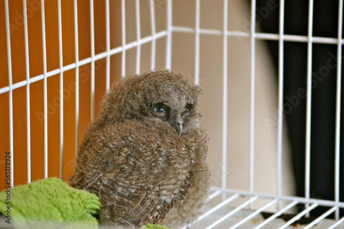 Foto A tiny baby owl inside a cage after being rescued
