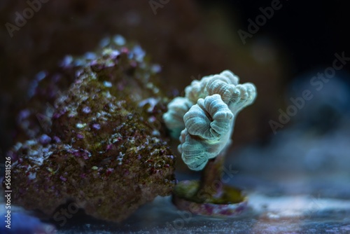 polyp of healthy candy cane coral, animal propagation in nano reef marine aquarium, LED actinic blue light, live rock ecosystem, popular pet for beginner aquarist, shallow dof, glass refraction effect photo