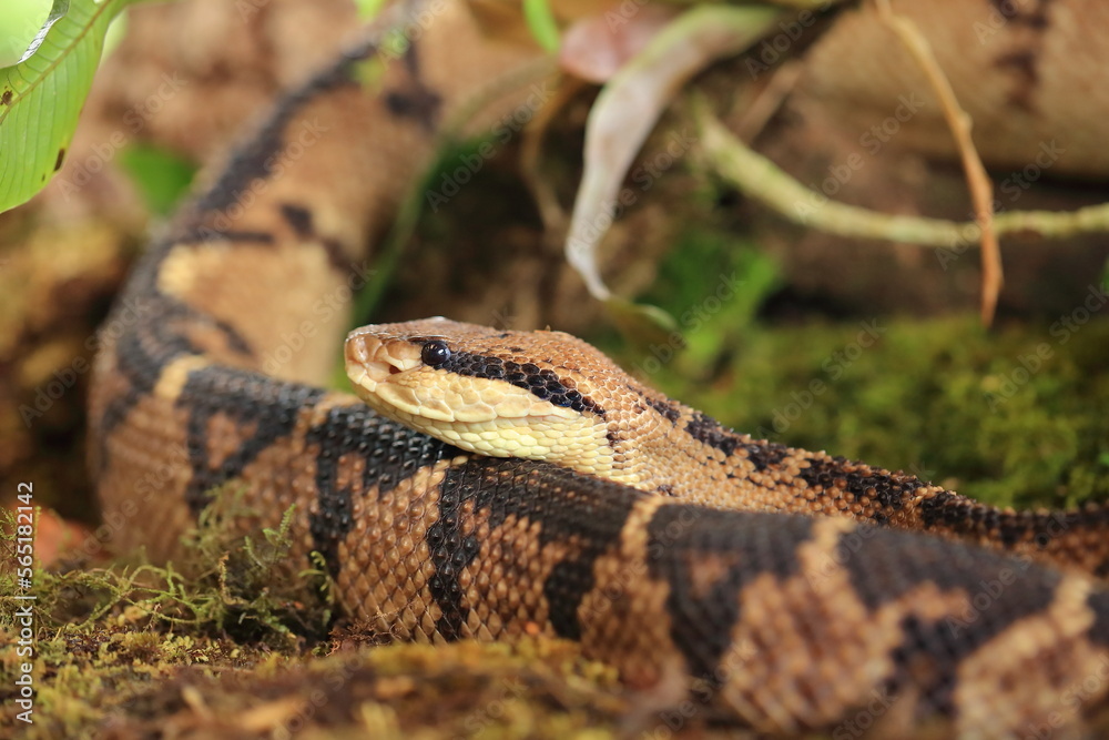 Jumping pitviper, Atropoides mexicanus, Costa Rica Jumping pitviper, Atropoides mexicanus, Costa Rica