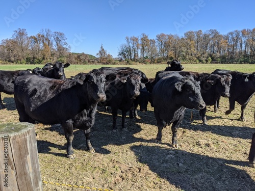 cows on the farm