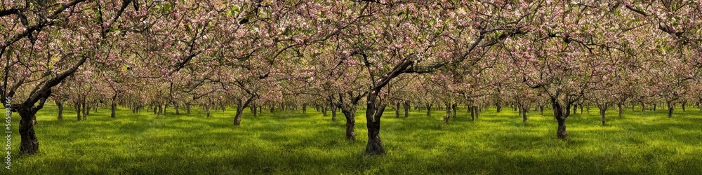 Panoramic image of an orchard of trees. Green grass and thin foliage on strong trees