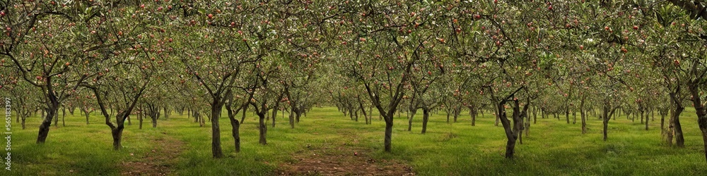Panoramic image of an orchard of trees. Green grass and thin foliage on strong trees Panoramic image of an orchard of trees. Green grass and thin foliage on strong trees