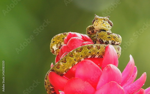 Eyelash Palm Pitviper, Bothriechis schlegeli, Costa Rica photo