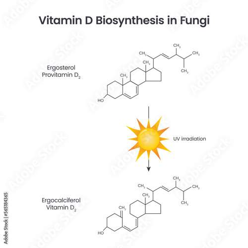 Vitamin D Biosynthesis in Fungi science educational vector illustration