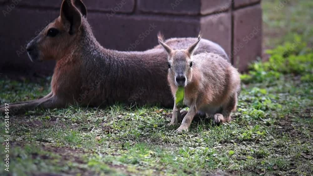Mara patagónica comiendo una hoja con su madre descansando atrás