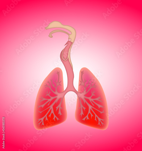 illustration lung diaphragm vector