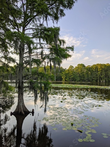 Spanish moss cypress tree