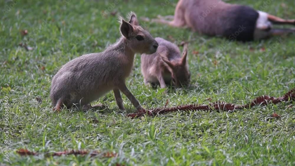 Pequeñas Maras Patagónicas bebés comiendo pasto juntas con la madre descansando atrás