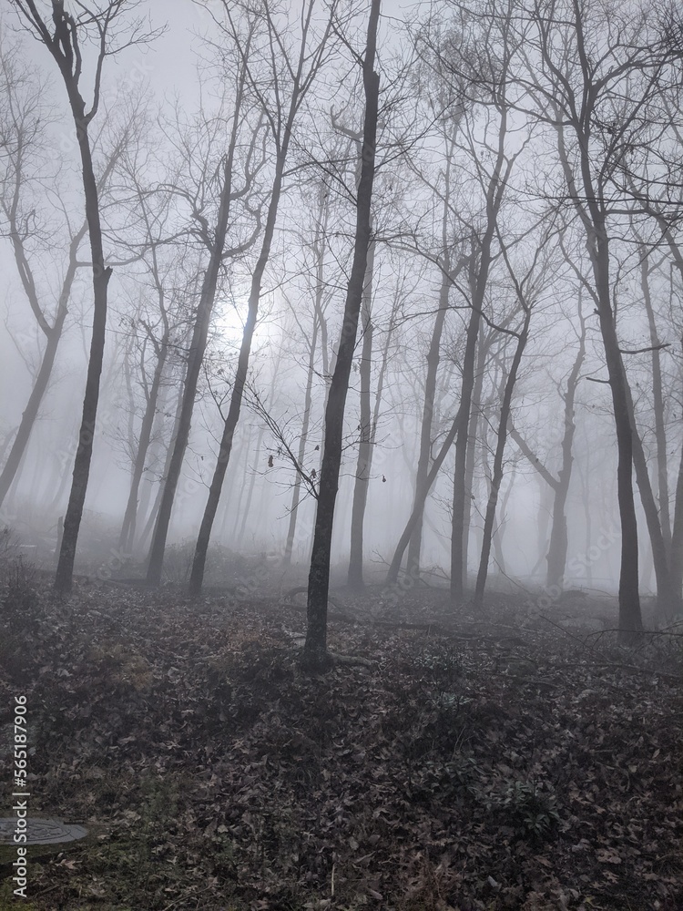 Obraz premium fog in the woods