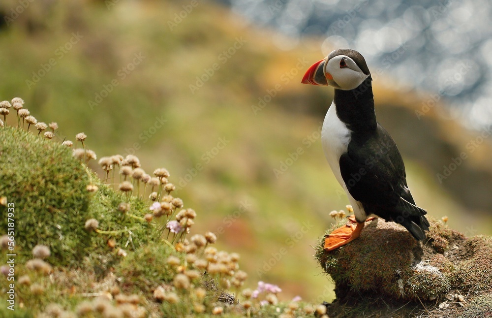 Fototapeta premium Atlantic puffin, Fratercula artica, Shetland Islands