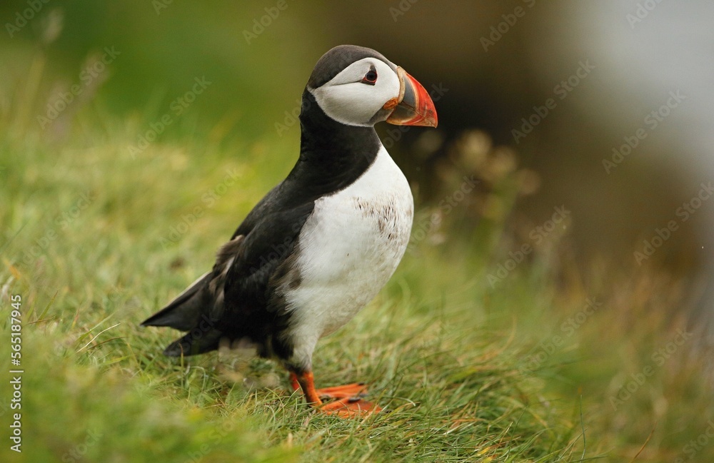 Atlantic puffin, Fratercula artica, Shetland Islands Atlantic puffin, Fratercula artica, Shetland Islands