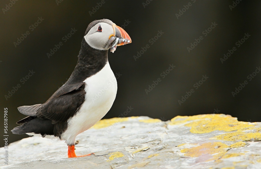 Atlantic puffin, Fratercula artica, Shetland Islands Atlantic puffin, Fratercula artica, Shetland Islands
