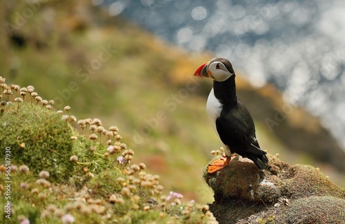 Atlantic puffin, Fratercula artica, Shetland Islands