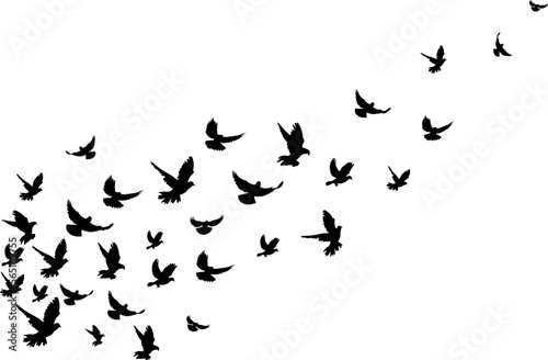 Bird flying silhouette isolated