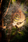 Close-up of a Wasp Spider (Argiope bruennichi) on its web
