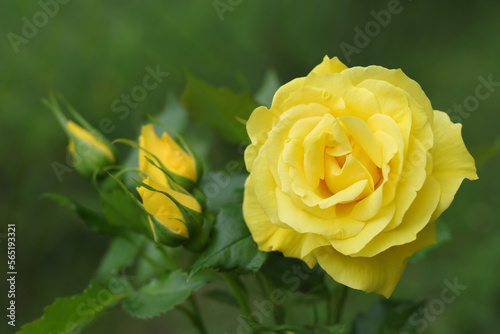 Fototapeta Naklejka Na Ścianę i Meble -  Flower of yellow  Rose in the summer garden. Beautiful Rose in the sunshine. Yellow garden rose on a bush. Flower petals. Valentine's day. Postcard. Summer blossom. Floral banner