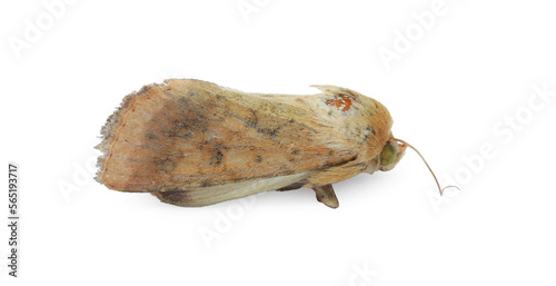 Single corn earworm moth isolated on white photo