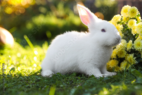 Cute white rabbit near flowers on green grass outdoors