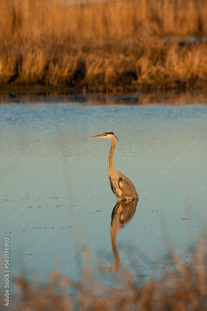 Great Blue Heron Wading The Marsh Waters Of Southeast Louisiana. January 2023 Great Blue Heron Wading The Marsh Waters Of Southeast Louisiana. January 2023