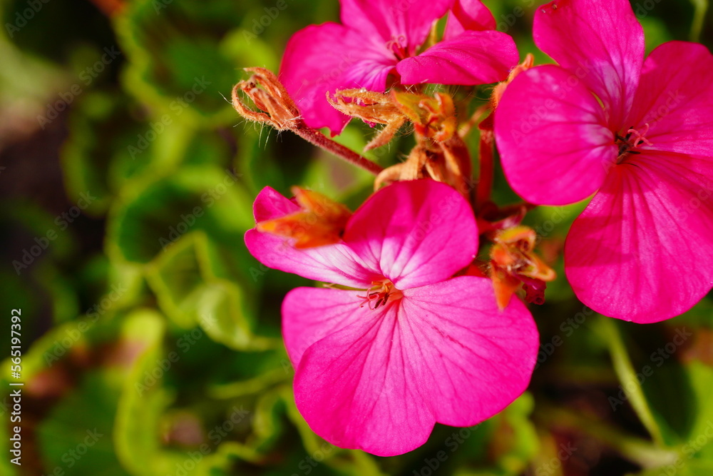 Pelargonium zonale in bloom, light pale pink flowers, balcony flower, Pelargonium zonale in bloom, light pale pink flowers, balcony flower,
