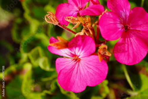 Pelargonium zonale in bloom  light pale pink flowers  balcony flower 