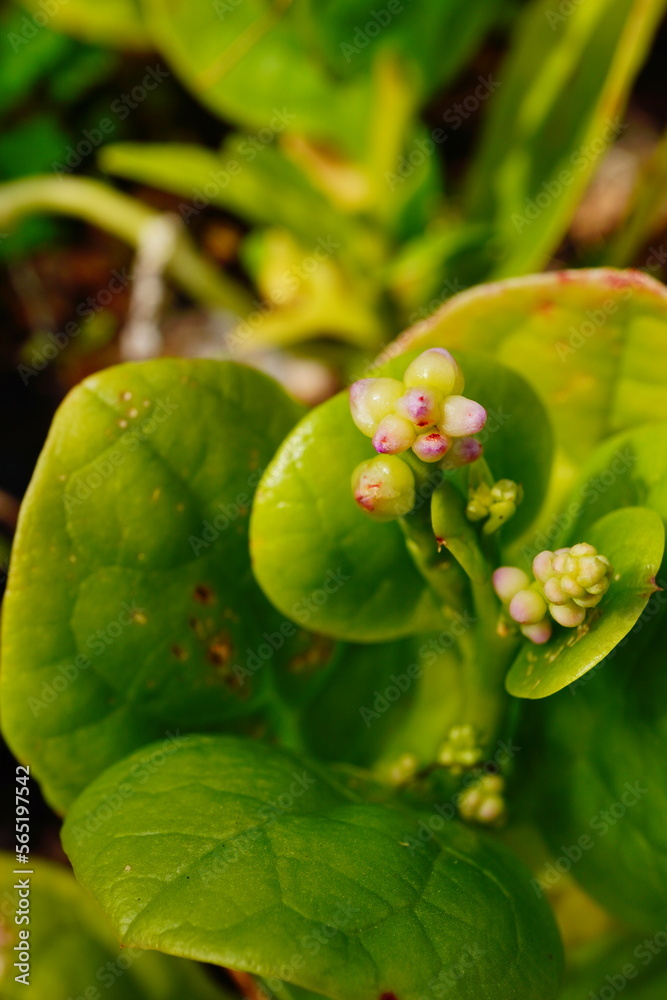 Fototapeta premium malabar spinach leaf with seed