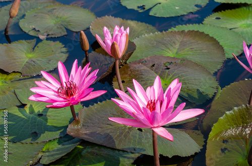 Close up Pink Nymphaea lotus with leaves in pond