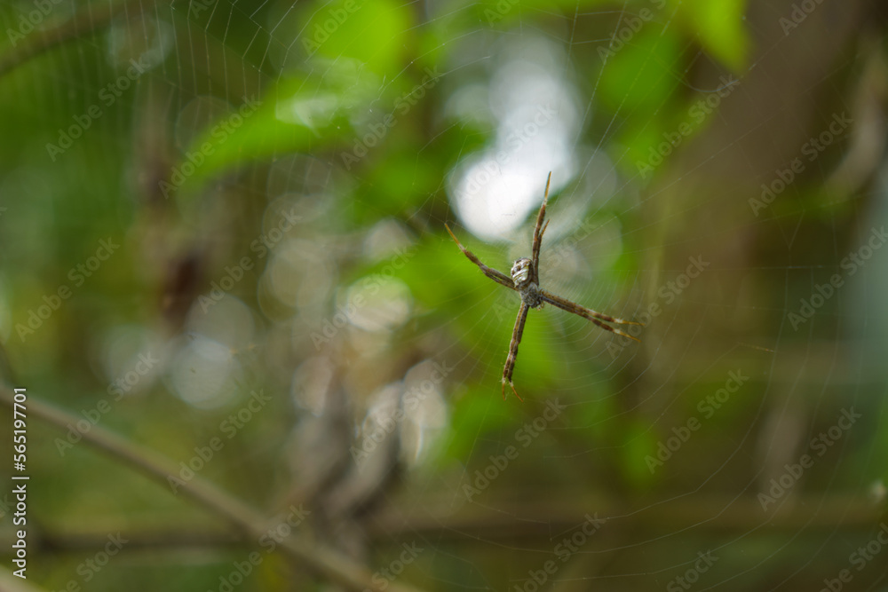 spider in a web on a blurred natural green background. Selective focus spider in a web on a blurred natural green background. Selective focus