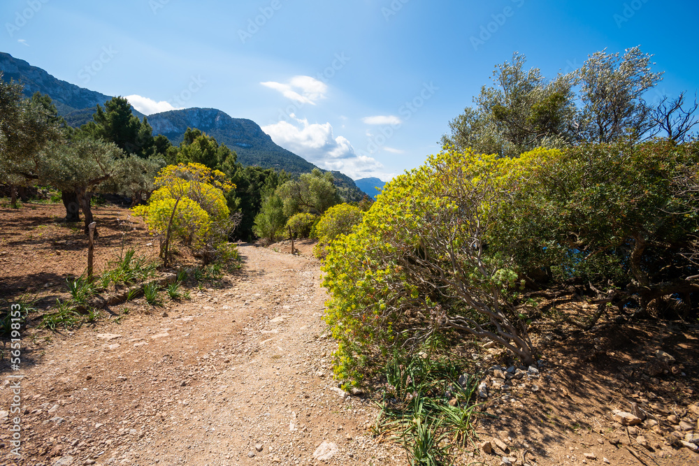 Weg nach SA FORADADA | Mallorca Weg nach SA FORADADA | Mallorca