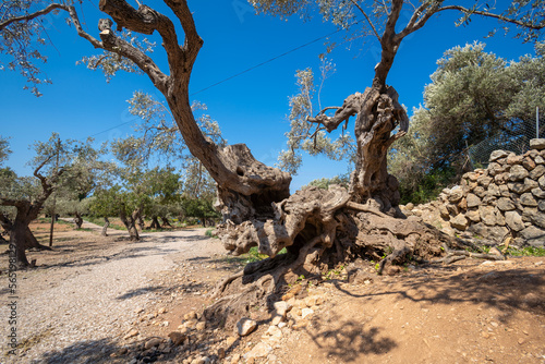 Son Marroig auf Mallorca und Olibembäume , Spanien photo