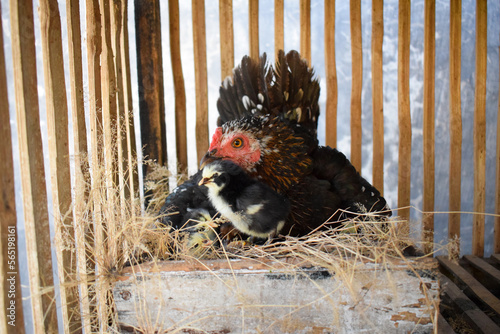 Hen incubating eggs in the straw in the coop photo