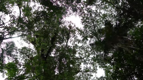 Copa de grandes árvores visto de baixo para cima, 
 e pássaros voando. photo