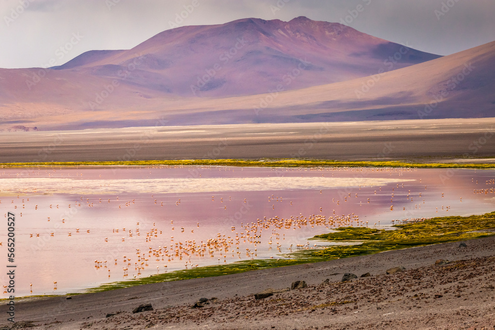 Laguna colorada, Red lake, with Flamingos and Volcanic landscape, Andes, Bolivia