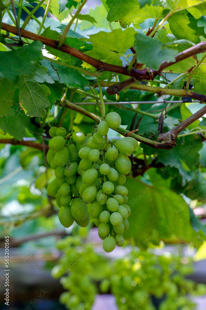 Bunch of green grapes hanging in the vineyard Bunch of green grapes hanging in the vineyard