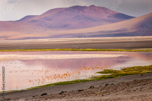 Obraz na płótnie Laguna colorada, Red lake, with Flamingos and Volcanic landscape, Andes, Bolivia w salonie