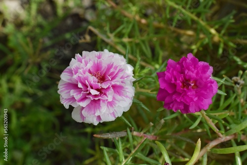 closeup of beautiful Portulaca grandiflora flowers growing in a garden