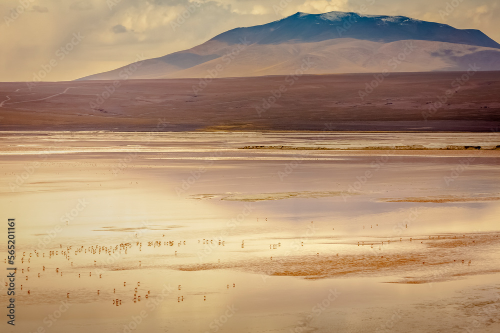 Laguna colorada, Red lake, with Flamingos and Volcanic landscape, Andes, Bolivia