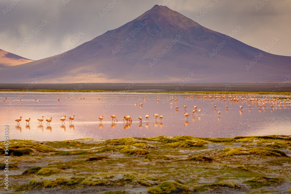 Laguna colorada, Red lake, with Flamingos and Volcanic landscape, Andes, Bolivia