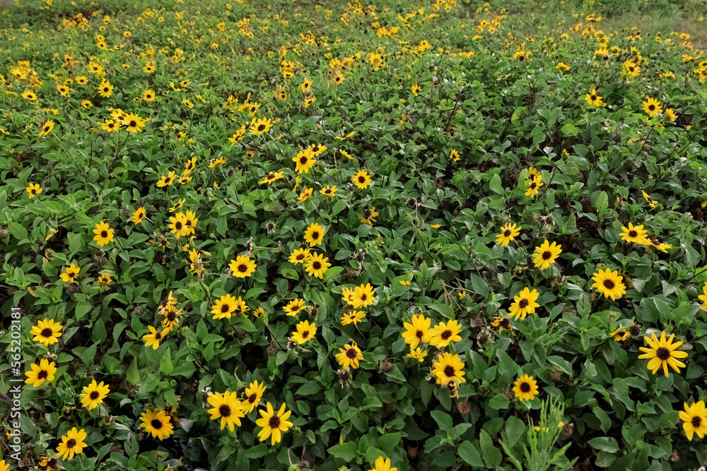 View of yellow flowers with green leaves outdoors View of yellow flowers with green leaves outdoors