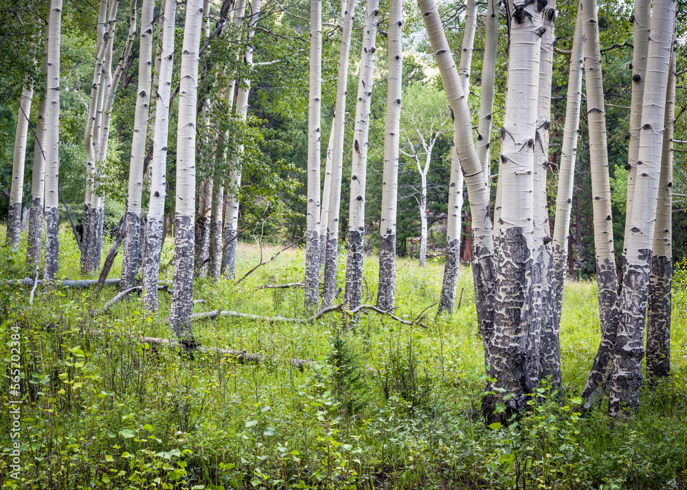 Birch grove in spring in Endovalley, Rocky Mountain National Park, Colorado, USA.